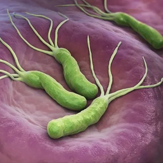 What Is Helicobacter Pylori?